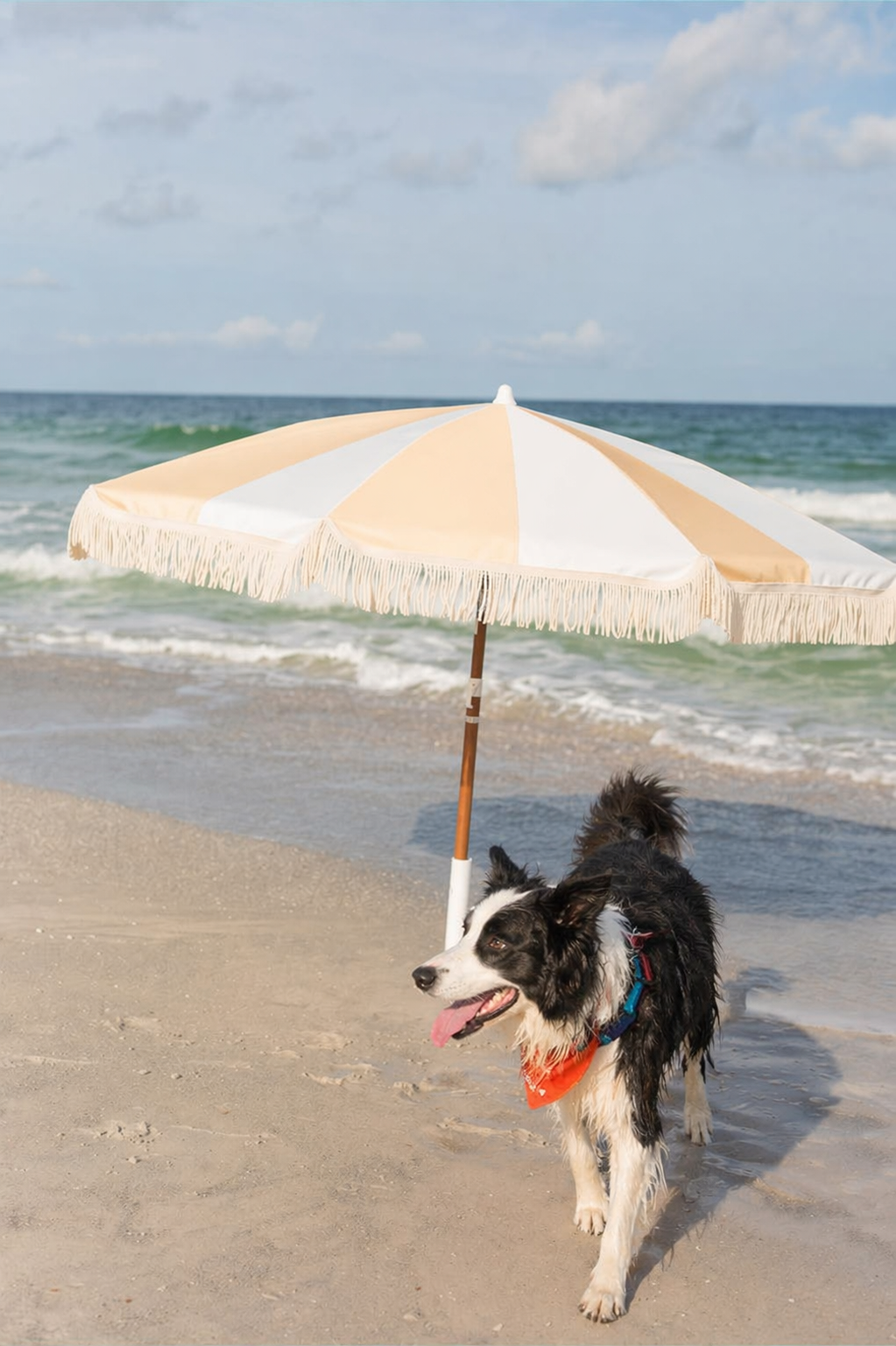 Summertime Shedding: What’s Really Going On (and How to Manage It) ☀️🐾