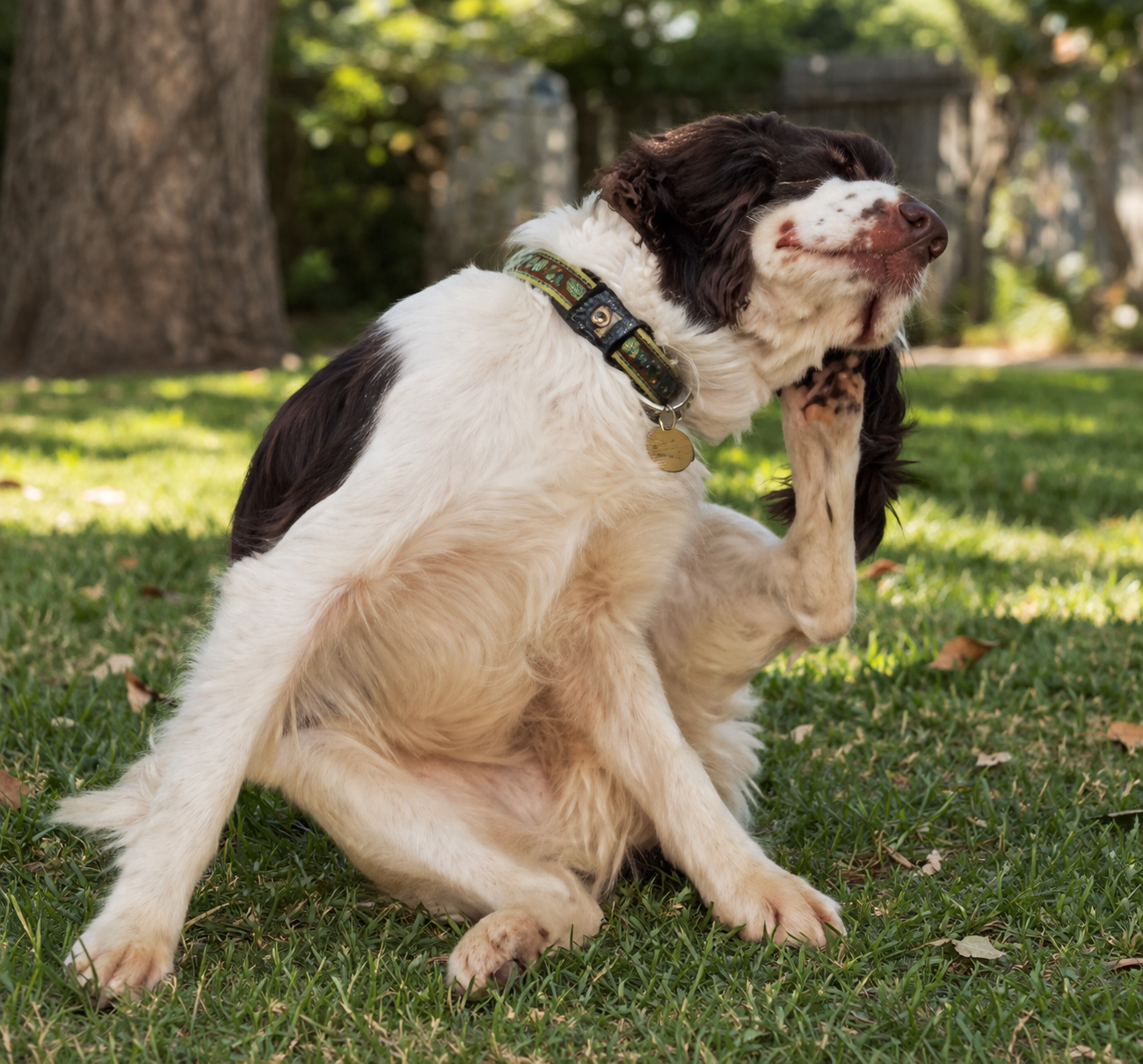 🫧 Keeping Your Pet’s Skin Hydrated: The Secret to a Healthier, Happier Coat