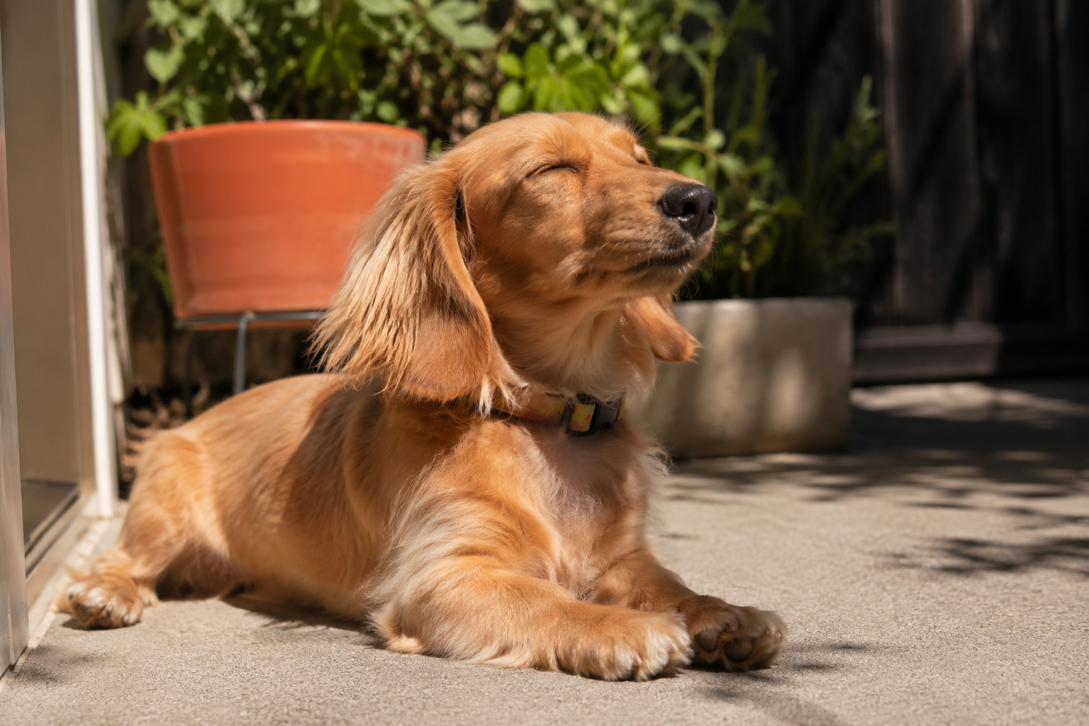 Summer coats, heat & your pet’s fur ☀️🫧